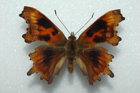 Polygonia C-album1 (Internet Image property of respective owner, non-commercial use only)